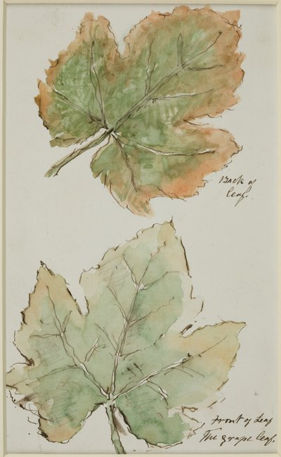 The Grape Leaf by John Wilson Carmichael